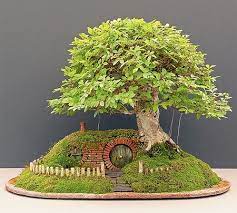Se coltivato in casa, però, questo bonsai può diventare sempreverde. Meraklisi Icin Bonsai Yetistirme Rehberi Blog Meraklisi Icin