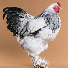 Black And White Speckled Chicken Name Chicken Breeds Brahma Brahma Chicken Chickens Backyard Chicken Breeds