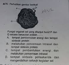 Fungsi Organel Sel Yang Ditunjuk Huruf P Dan Q Secara Berurutan Adalahgambarny Dan Pilihanny Ad Brainly Co Id