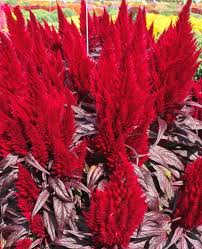 Image result for Celosia elegantissima