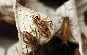 Learn how to take a few simple measures to control your property's. House Cricket Identification Types Of Crickets In Texas