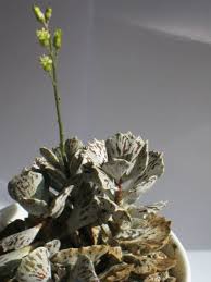 Kalanchoe Rhombopilosa Pies From Heaven World Of Succulents Succulents Blooming Succulents Plants