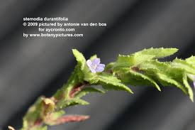 Image result for Stemodia serrata