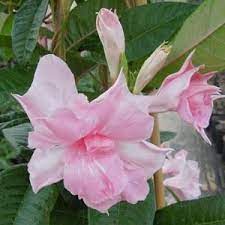 Summer Romance Double Pink Mandevilla Flowering Vines Pink Plant Plants