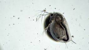 Rappresentano un'importante fonte di nutrimento per molti degli animali marini e anche per l'uomo, che li consuma da secoli. Crostacei Trasparenti Daphnia Sotto L Ingrandimento Del Microscopio Archivi Video Video Di Ingrandimento Corpo 167837343