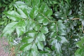 Quite a few, according to some garden owners in australia. Mock Orange Weed Identification Brisbane City Council