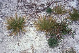 Image result for Eragrostis homblei