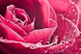 The best selection of royalty free water flower vector art, graphics and stock illustrations. Water Flower Image Free Stock Photos Download 21 775 Free Stock Photos For Commercial Use Format Hd High Resolution Jpg Images