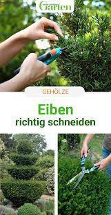 Hecke schneiden wie wann wie. Eiben Schneiden So Wird S Gemacht Eibe Schneiden Eibe Koniferen Schneiden