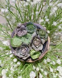 We did not find results for: 7 Succulent Bouquets You Wish You Knew About Succulent City