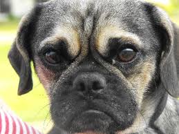 Image result for puggle