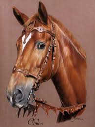 Image result for tbn:tVj6rqcH-AQR9M::www.pregonagropecuario.com.ar/images/caballo_overo.jpg