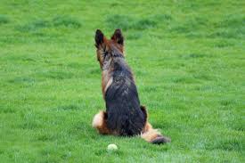 If you place a deposit for a puppy selection that is not born, then we will. German Shepherd Rescue And Adoption Pethelpful By Fellow Animal Lovers And Experts