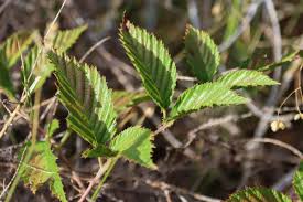 Image result for Rubus pinnatus