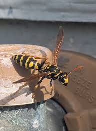 Image result for Lepidagathis eriocephala