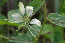 Image result for Cleomaceae