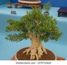 Le bonsaï buxus harlandii fait partie de notre large collection bonsaï france ! Harland Boxwood Bonsai Tree Buxus Harlandii Stock Photo Edit Now 1379715629