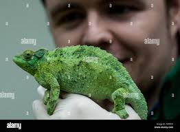 Jacksons chameleon hi-res stock photography and images