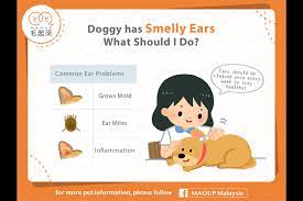 Why Does My Dog S Ear Smell So Bad What Should I Do