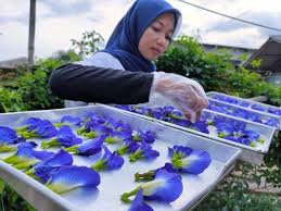 Check spelling or type a new query. Bunga Telang Si Biru Keungu Unguan Yang Banyak Khasiatnya