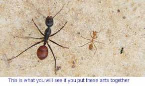 Part of giant ant's success comes from deciding whether potential clients fit within its collective morality. Giant Forest Ant Mysabah Com