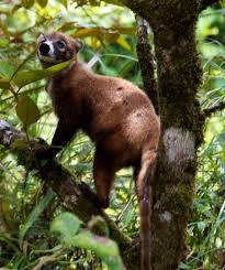 Es arborícola y se alimenta de insectos hasta vertebrados y también de frutas y verduras. White Nosed Coati Wikipedia