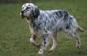 Long haired dog breeds medium. English Setter English Setter English Setter Dogs English Setter Puppies