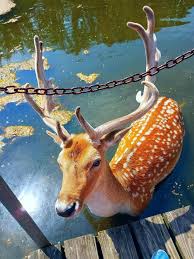 Saw This Beautiful Fallow Deer At A Park Today Deer Photography Animals Fallow Deer