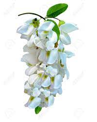 Acacia Flowers Valley Best Flower Wallpaper