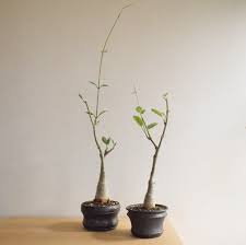 Image result for Fockea multiflora