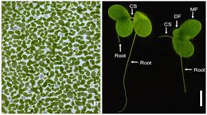 Image result for Lemna