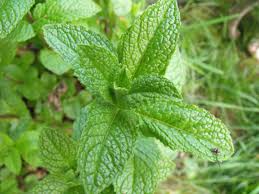 De ce este important sa culegem strugurii la momentul potrivit? Cum Iti Poti Cultiva Propriile Plante Pentru Ceai