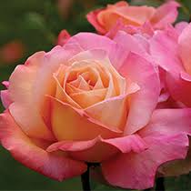 Image result for images of rose