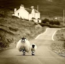 Counting Sheep Sheep Scotland Highlands Farm Animals