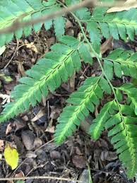 Image result for Arachniodes webbiana