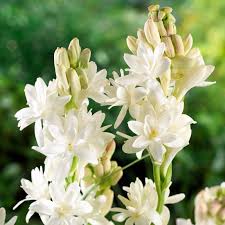 Image result for Polianthes tuberosa