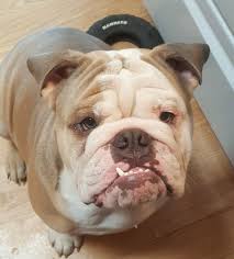Vaccines, health certificate, 1 year guarantee health Fawn British Bulldog