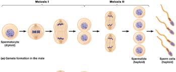 Image result for Meiosperma eminii