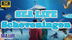SEA LIFE Scheveningen Zeeaquarium 5K 60fps - YouTube