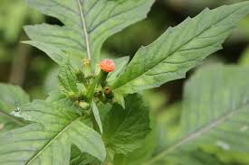 Image result for Crassocephalum crepidioides