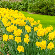 Daffodil Yellow Trumpet Garden Express