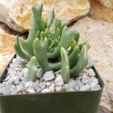 Image result for Rhabdophyllum