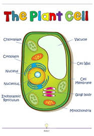We did not find results for: Anatomy Of Animal Cell Anatomy Drawing Diagram