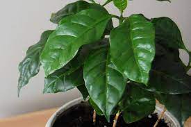 Coffee planet was born in arabia where arabica coffee was first roasted over 500 years ago. Coffee Plant Care Growing Guide