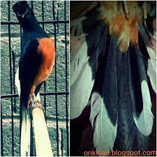 Selain warna ekor yang berbeda, murai balak nias juga memiliki postur tubuh lebih kecil diantara yang lain. Ciri Ciri Fisik Dan Pola Ekor Murai Batu Medan On Kicau