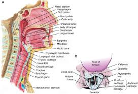 Airway Anatomy Springerlink