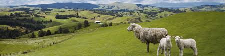 If you'd rather not drive then perhaps a sociable guided group journey or an exclusive small group journey would suit you better. New Zealand Travel Guide