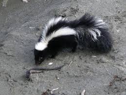 Is It True That Tomato Sauce Will Get Rid Of The Smell Of A Skunk Scienceline