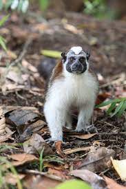 Animals In The Rain Forest Rainforest Animals Mammals Animals