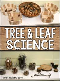Life science books for preschoolers. Tree Leaf Science Activities Tree Life Cycle For Preschool Pre K Prekinders
